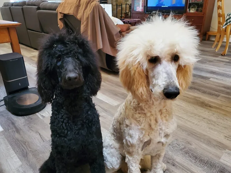 Exquisite Standard poodles