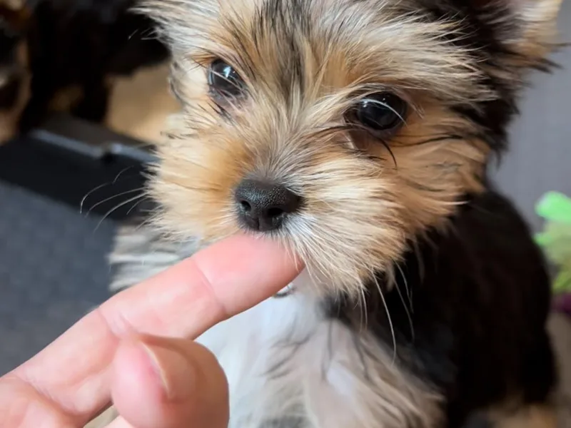 Exquisite Yorkies photo 1
