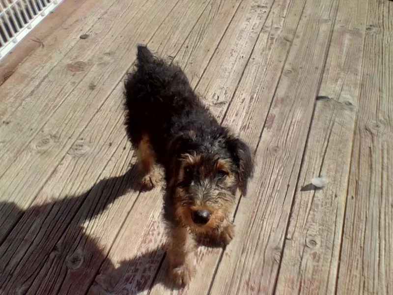 Extra-Stockairedales