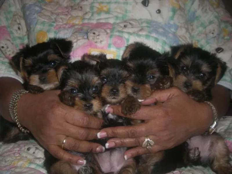 Extreme Puppy Lovers