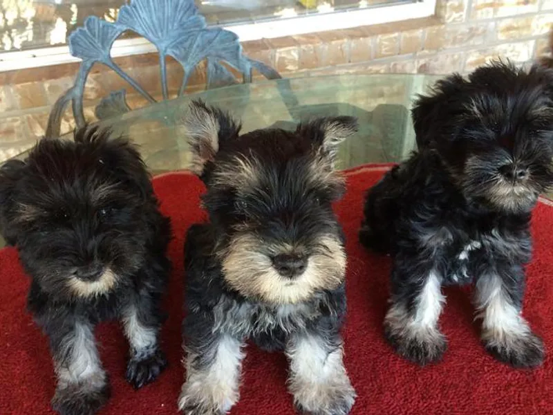 Eyecandy Schnauzers