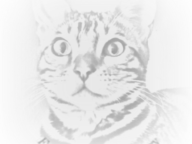 Eyeofthetiger