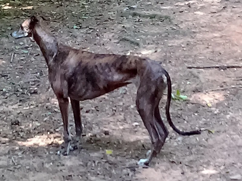 Eyrie Hounds photo 1