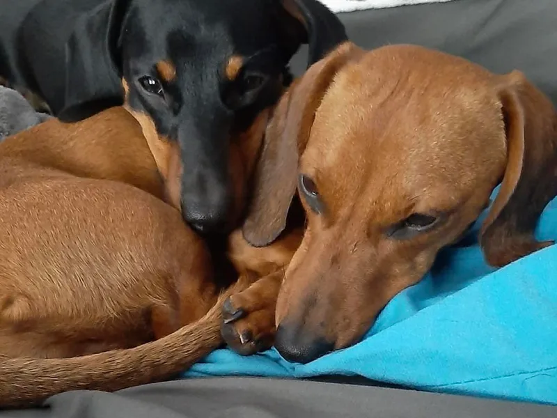 EZ 2 Love Dachshunds
