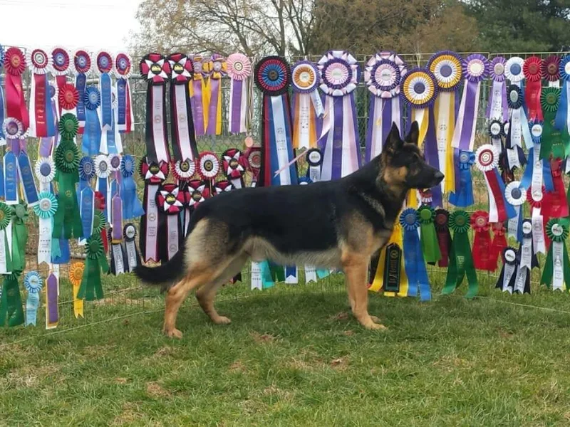EZ Brook German Shepherds photo 1