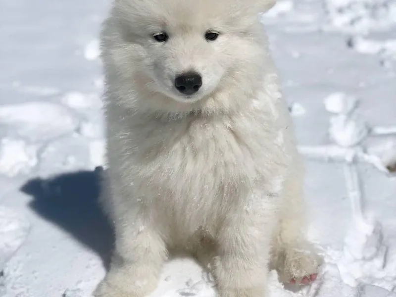 Eze Spirit Samoyeds