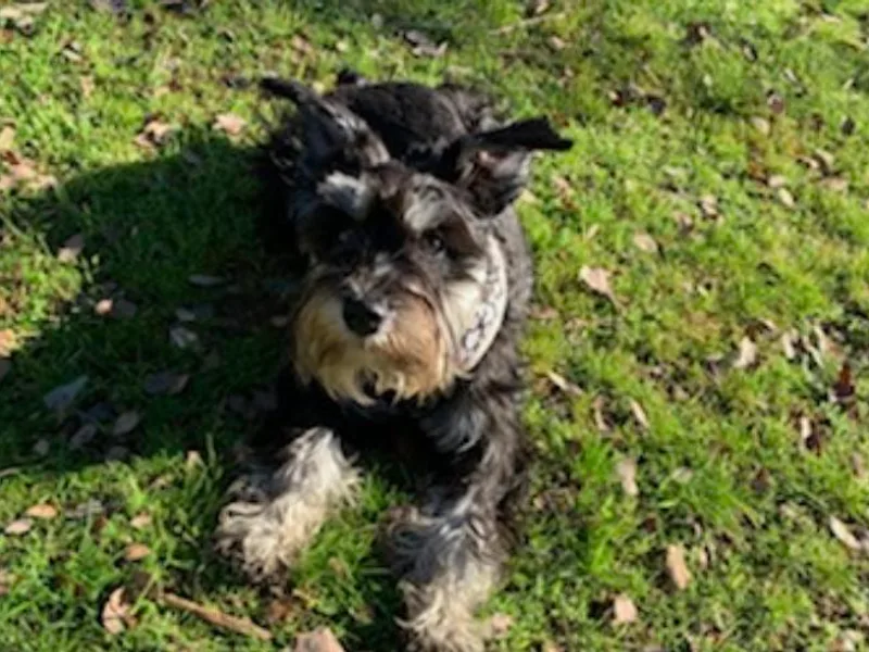 F&amp;K Mini Schnauzers