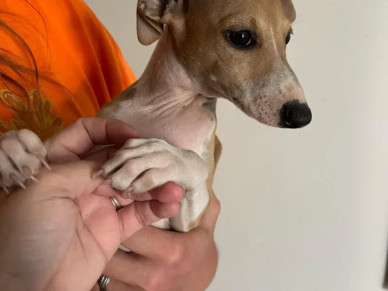 F&amp;M Italian Greyhounds
