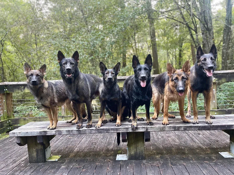 Fürstenpalast German Shepherds