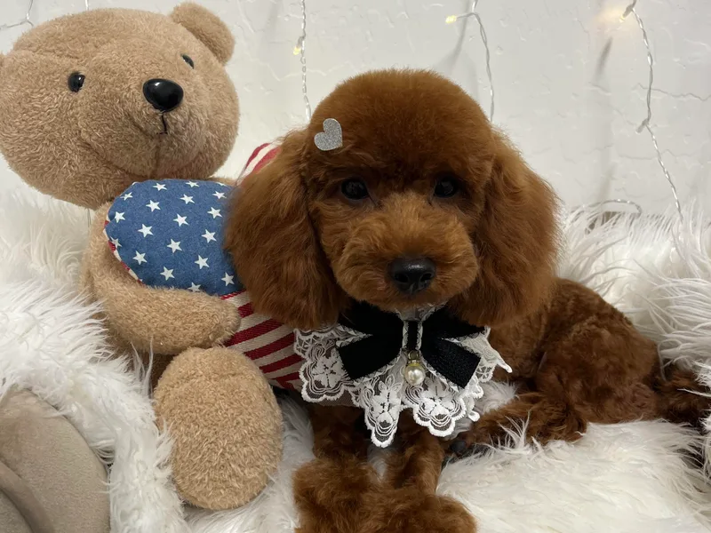 Fabi Poodle photo 1