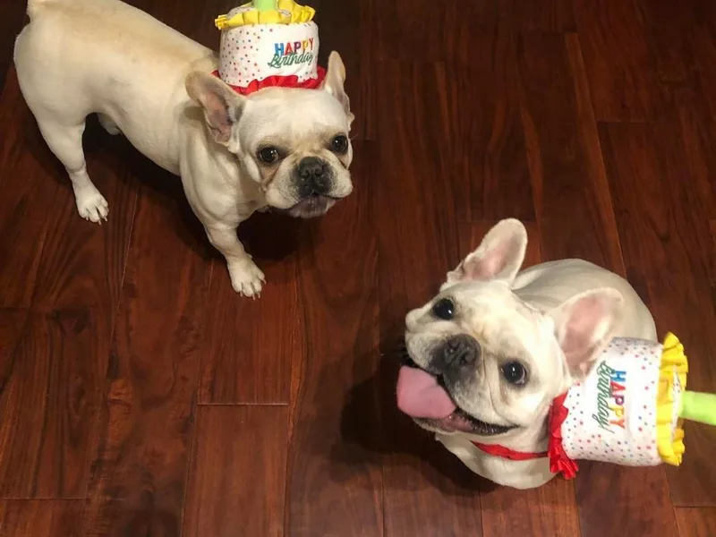 Fabi's French Bulldogs