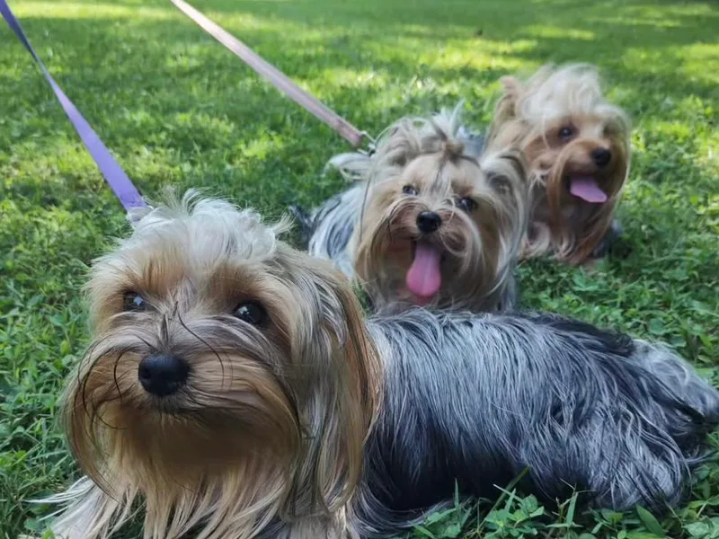Fabiana's Yorkshire Terriers