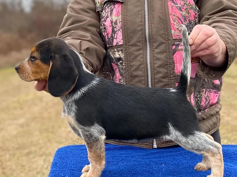 Fable &amp; Fern Beagles