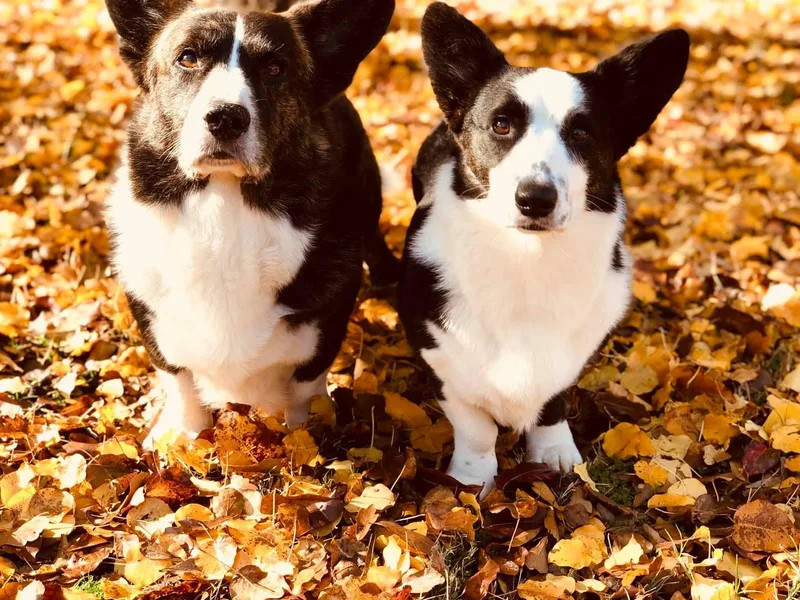 Fable Cardigan Welsh Corgis photo 1