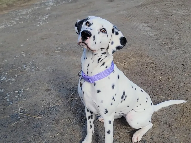 Fable Creek Dalmatians