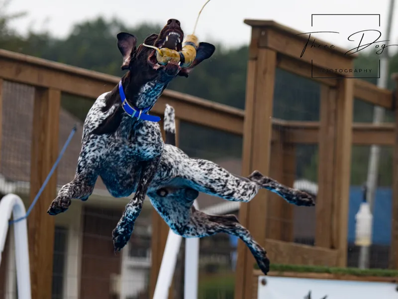 Fabulous Flying Pointers