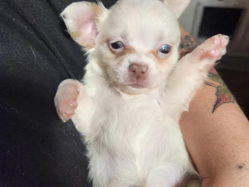 Fabulous little paws