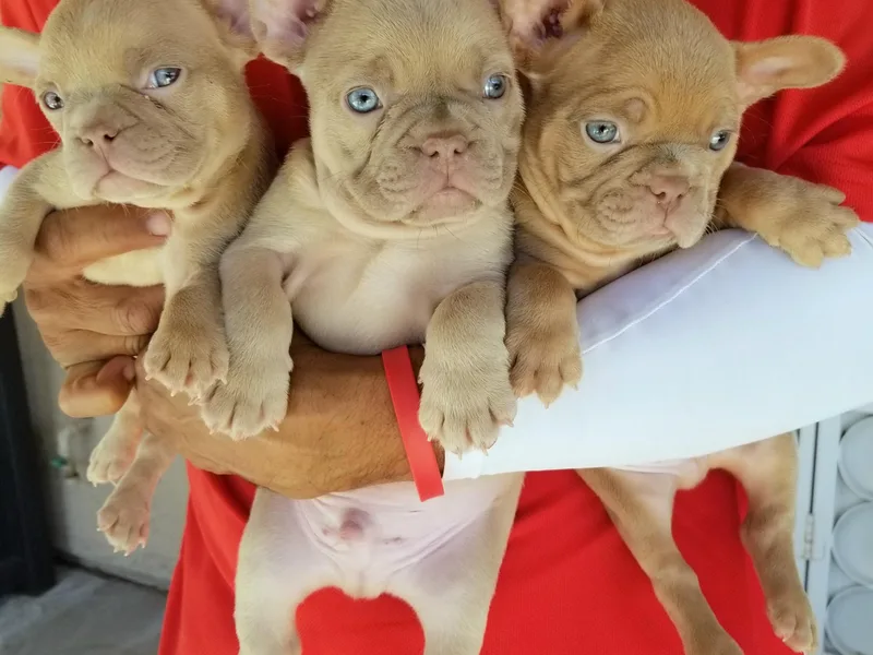 Fabulousbulldogs LLC