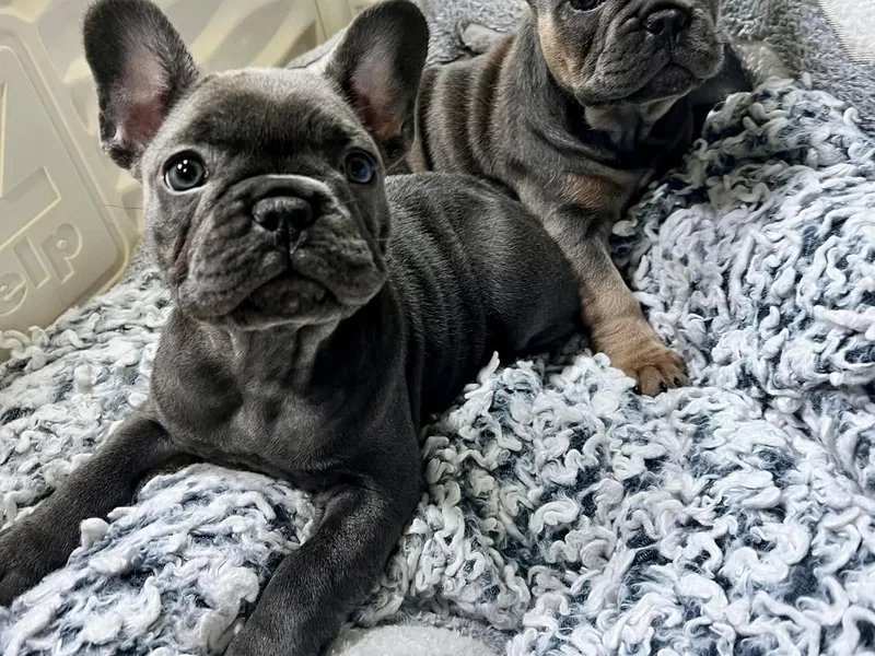 Facet 58 French Bulldogs