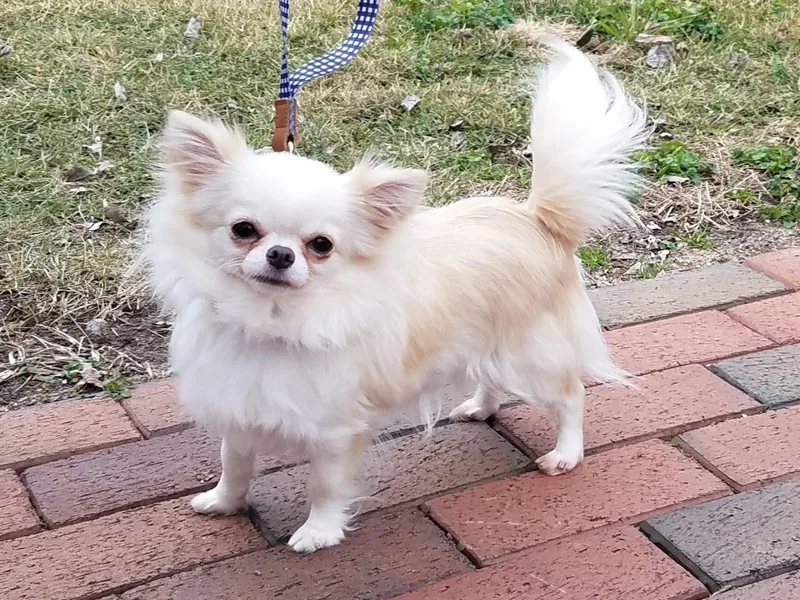 Faerie Garden Chihuahuas