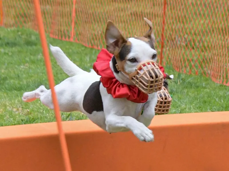 Fair Dinkum Jack Russell Terriers