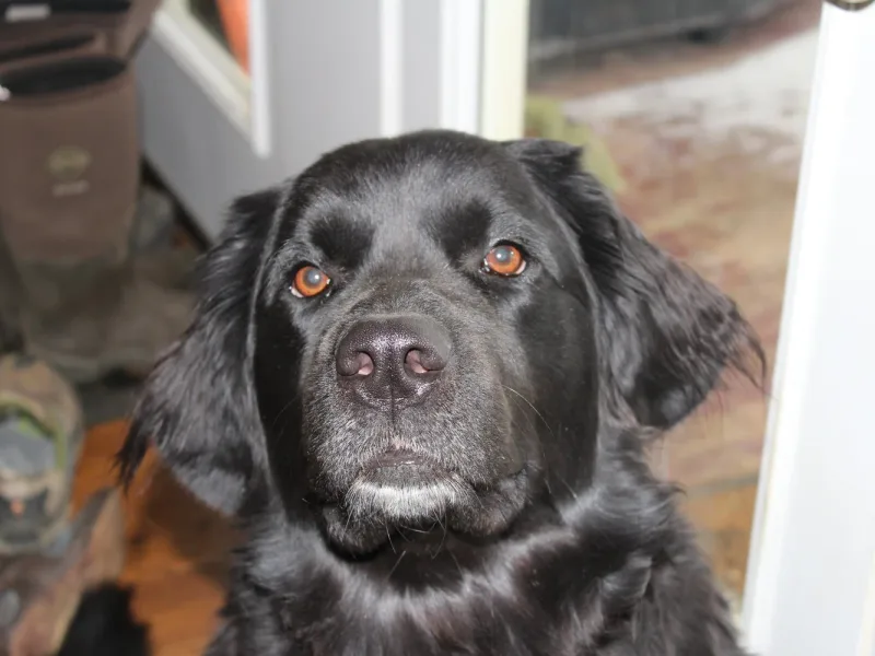 Fair Valley Newfoundlands