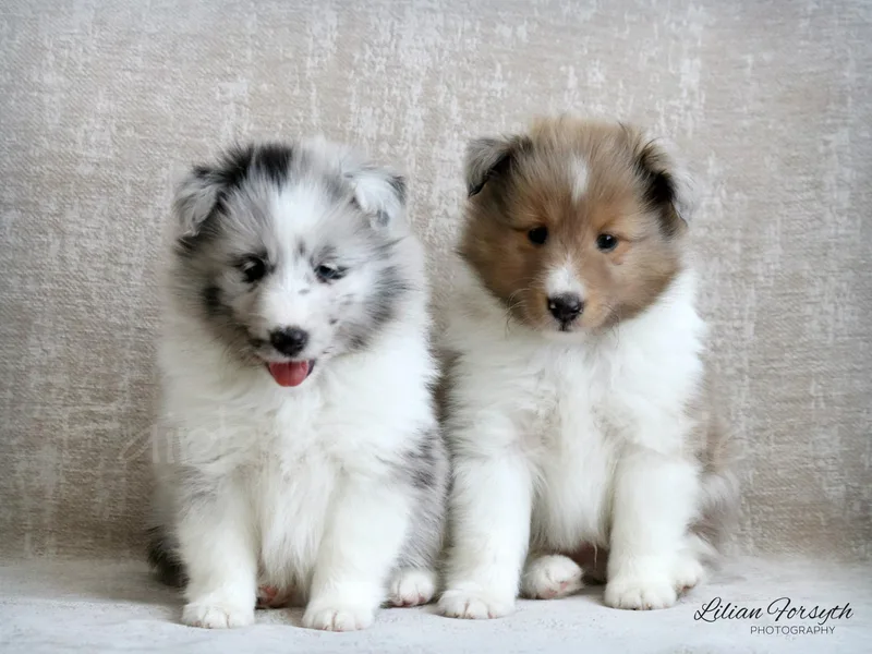 Fairbrook Shelties