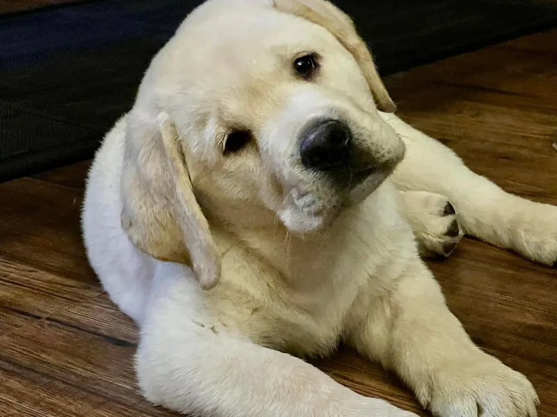 Fairfax Pines English Labradors