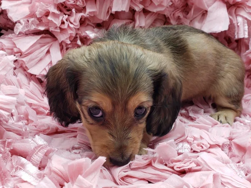 Fairhaven Dachshunds