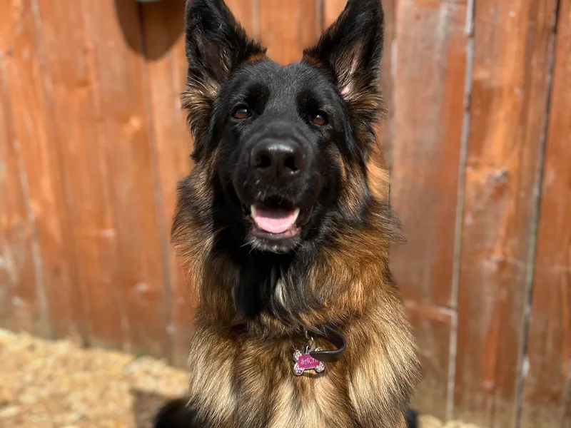 Fairhaven German Shepherds