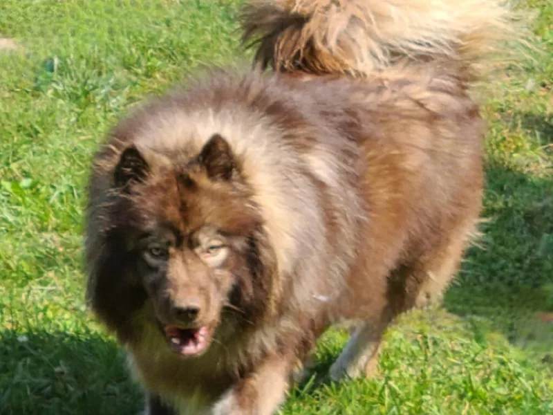 Fairhaven's Siberian Huskies