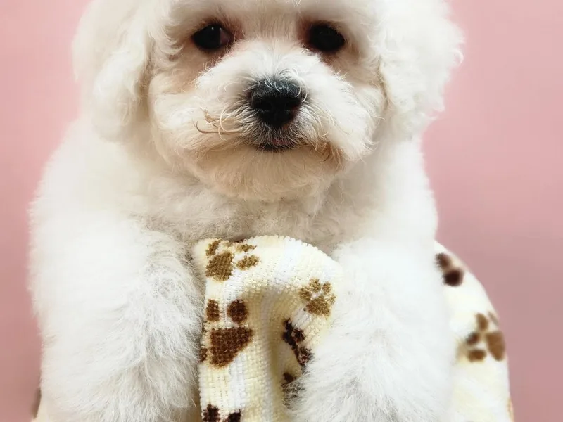 Fairspride Bichon Frises