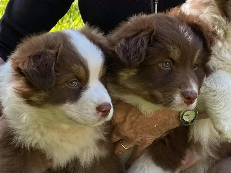 Fairview Australian Shepherds