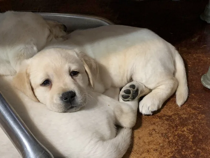 Fairview Labradors photo 1
