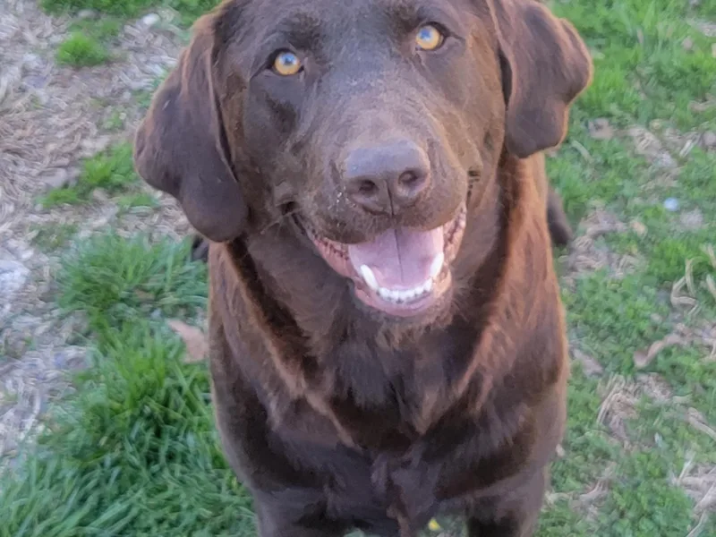 Fairview's Precious Pups