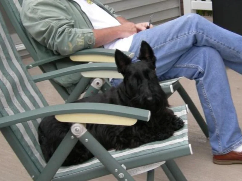 Fairway Scottish Terriers
