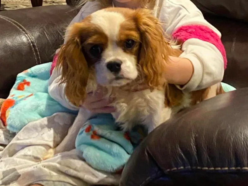 Fairwyn Farms Cavalier King Charles Spaniels