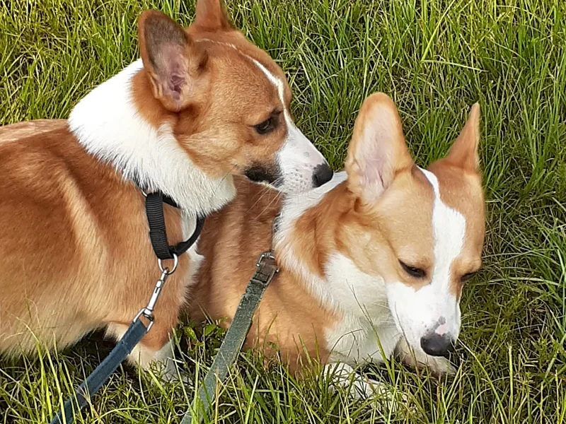 Fairy Kings Corgis