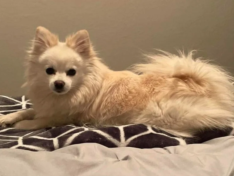 Fairybell Pomeranians