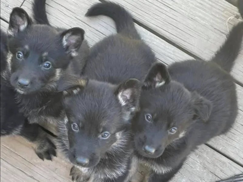 Fairyland Kennels