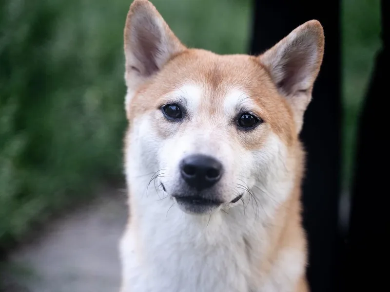 Fairyland Shibas