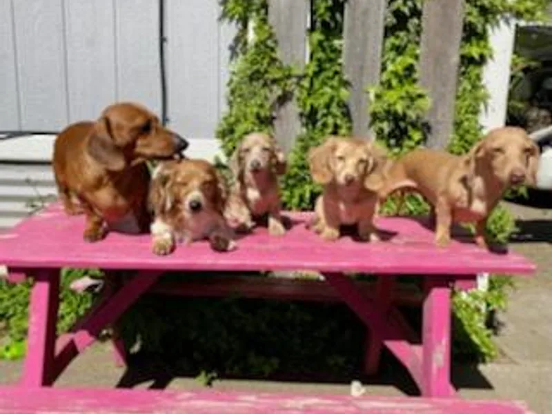 FairyTail Dachshunds