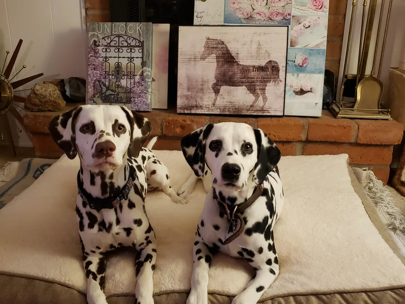 Fairytail Dalmatians
