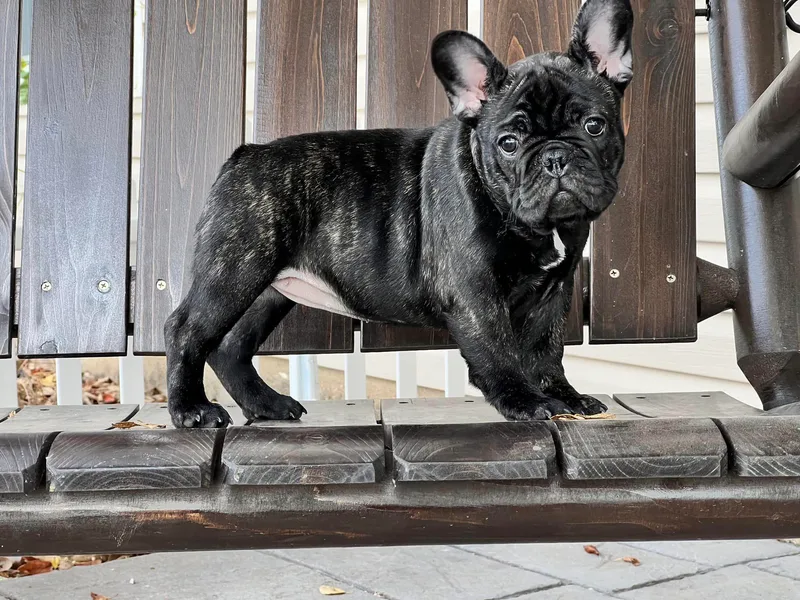FairyTail Frenchies