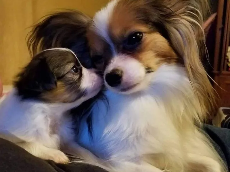 Fairytail Papillon's &amp; Phalene's