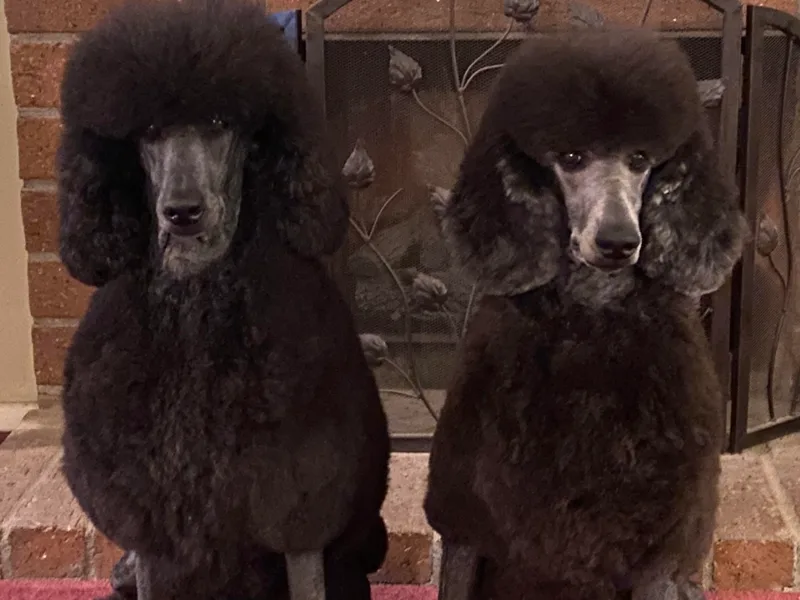 Faith Ambort's Poodles