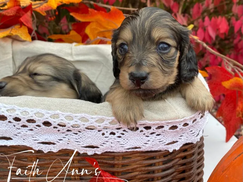 Faith Ann's Dachshunds