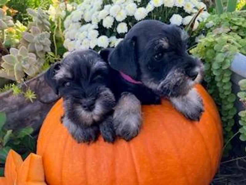 Faith Farm Miniature Schnauzers