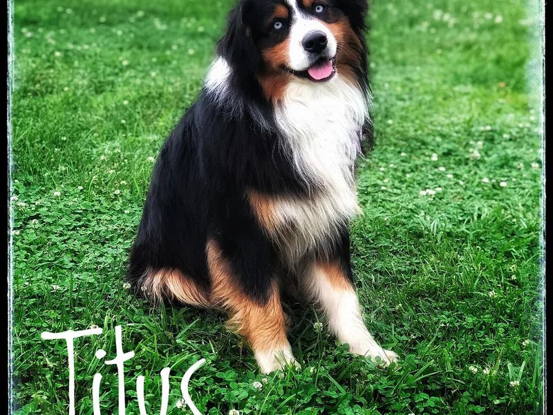 Faith, Feathers &amp; FurBabies