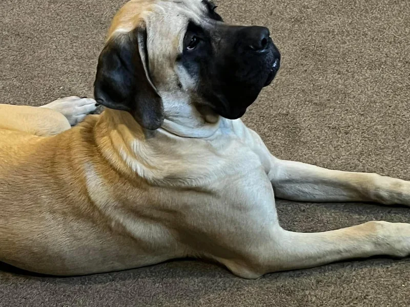 Faith Mastiffs